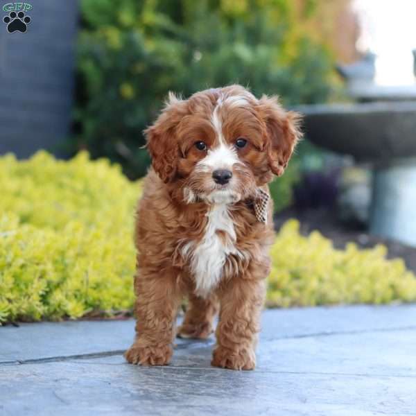 Kobe, Cavapoo Puppy